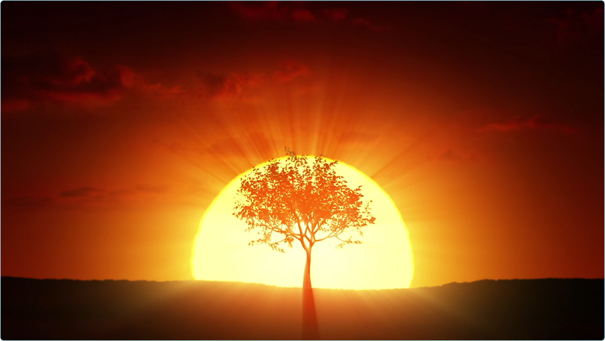 sunset tree